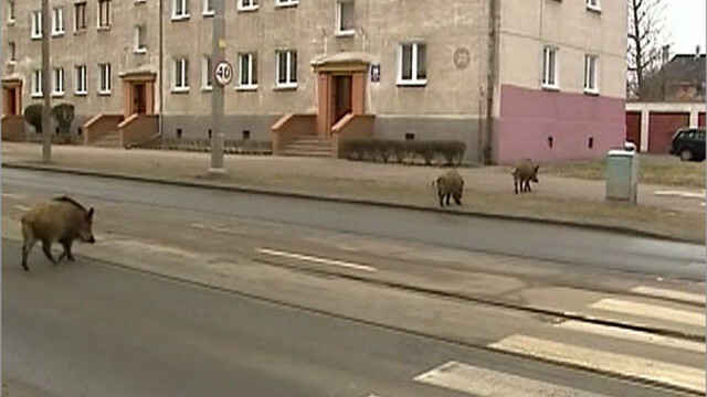 Кабаны ходят по улицам Хабаровска 