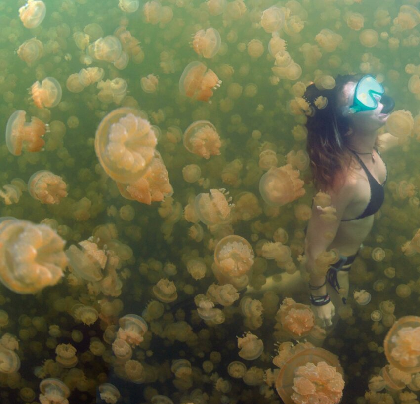 Не боится медуз