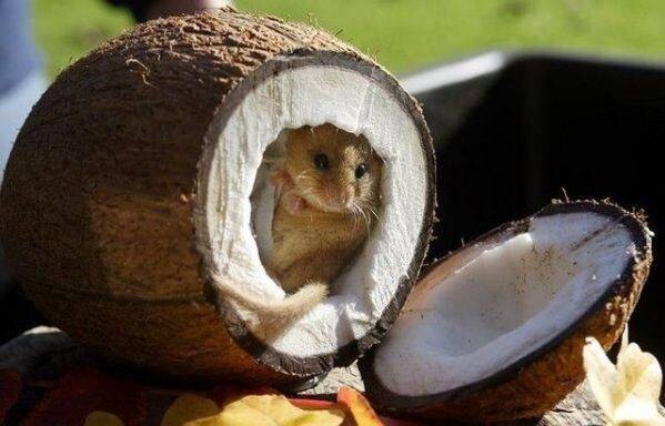 14. Рецепт: возьмите мышь, посадите её в кокосовый орех...