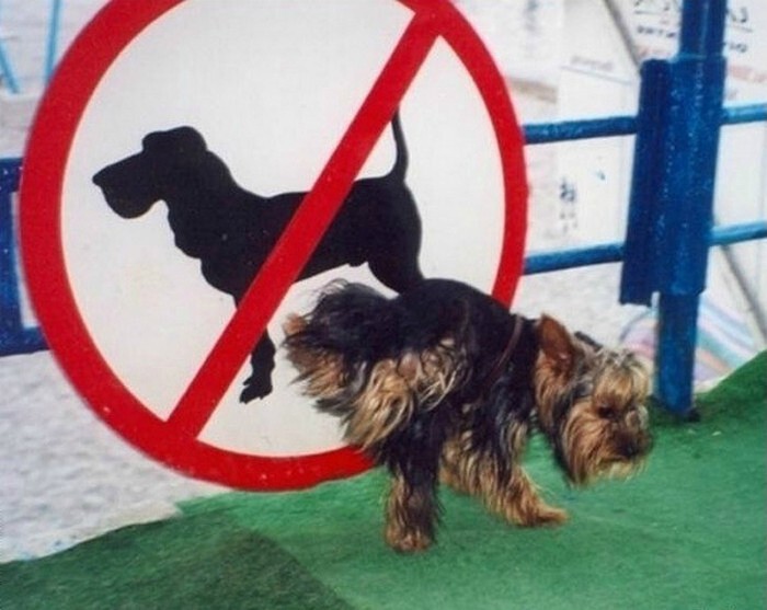 Выгул собак запрещен