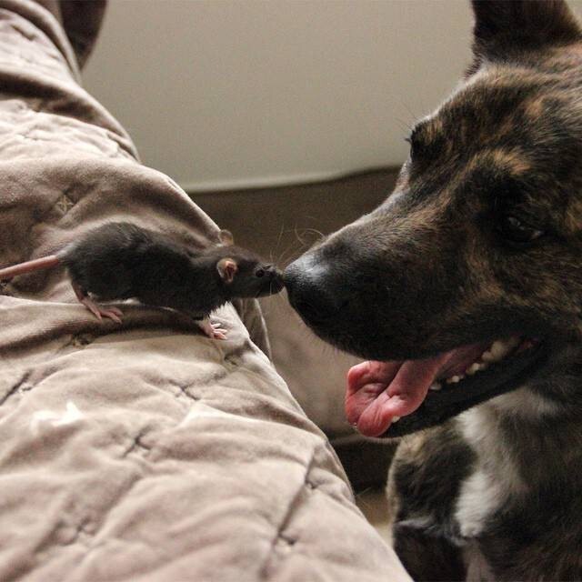 Пес и крыс: самая милая дружба