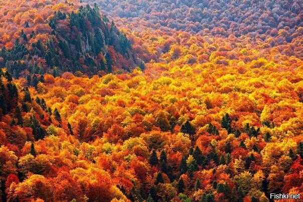 Осенний лес в Балканских горах, Болгария