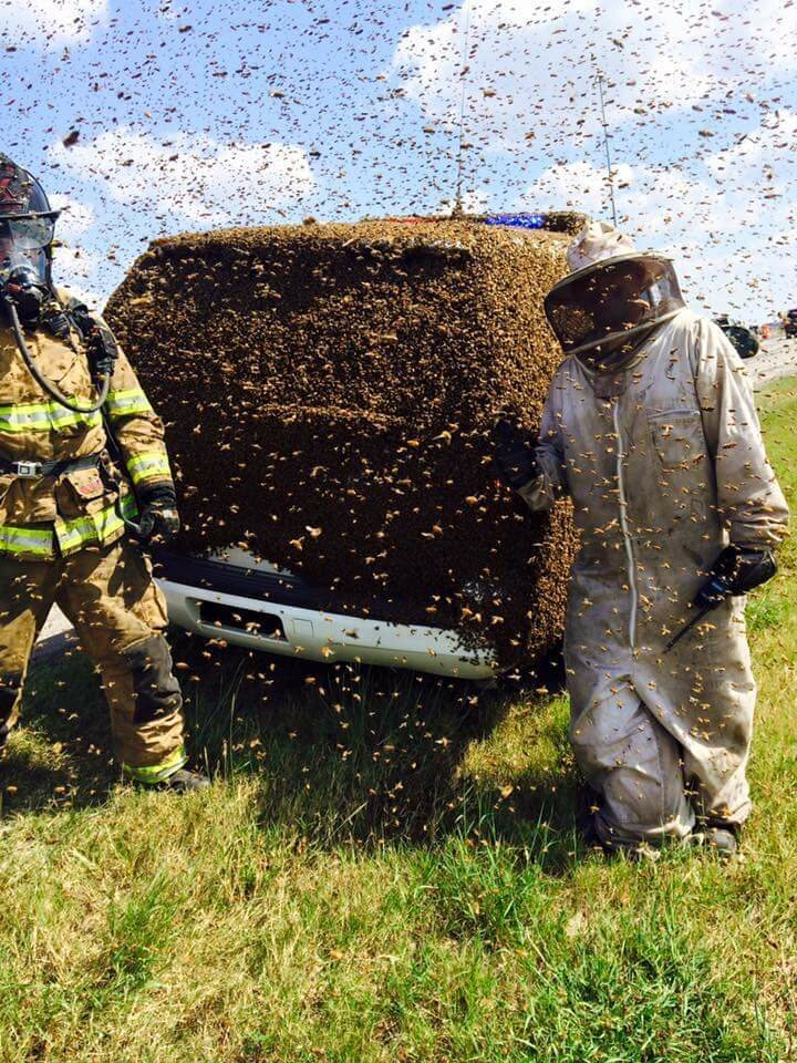 Как избавить машину от пчел?