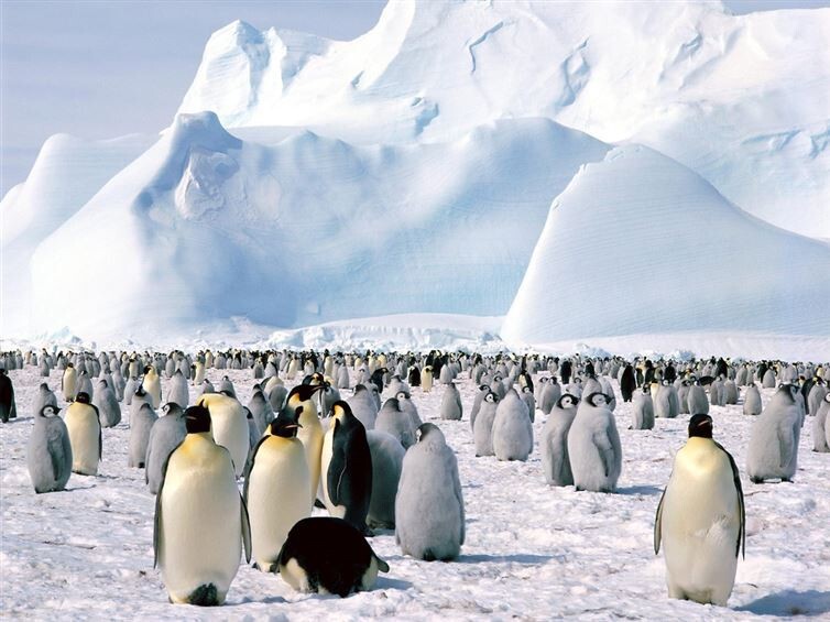 2. Менее 1% территории Антарктиды свободно от льда