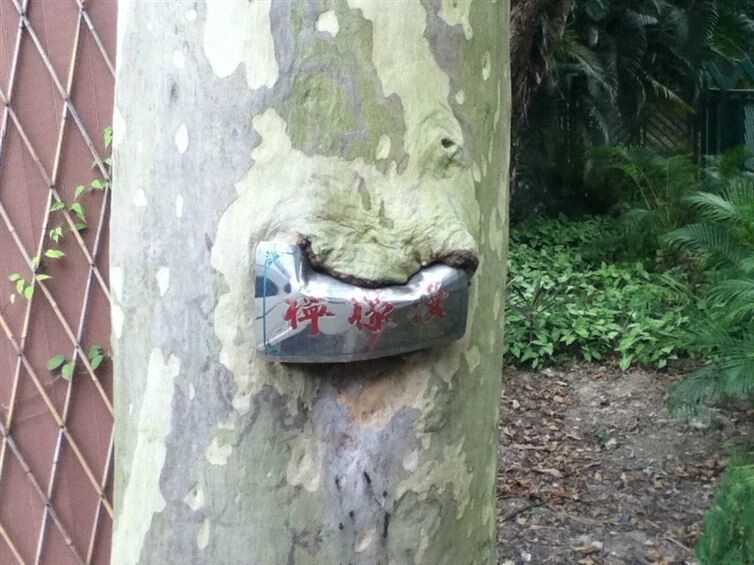 На дерево решили повесить знак – у дерева на этот счет было другое мнение.