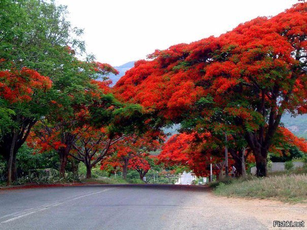 Делоникс королевский - одно из красивейших цветущих деревьев