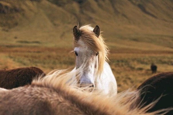 Великолепные лошади Исландии