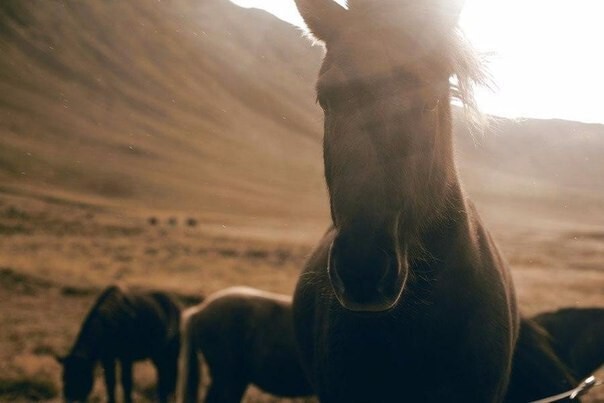 Великолепные лошади Исландии