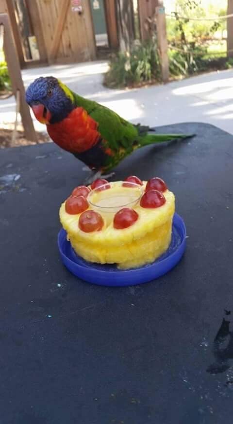 Торт для попугая