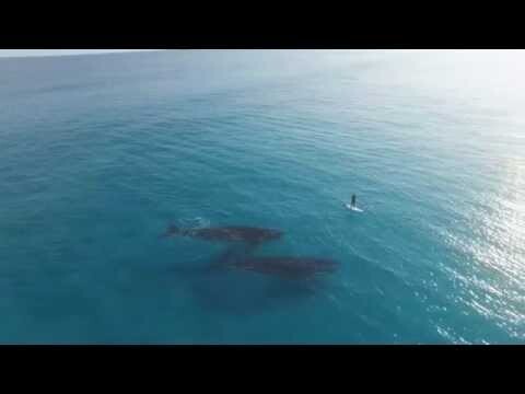 Серфингист плавает с китами. Очень красивое видео 