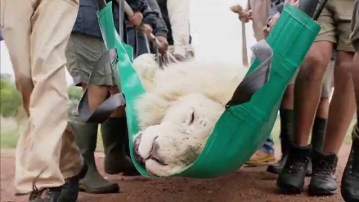 Стоматологи спасли величественного льва и вернули его в дикую природу 