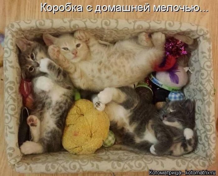 Котомикс