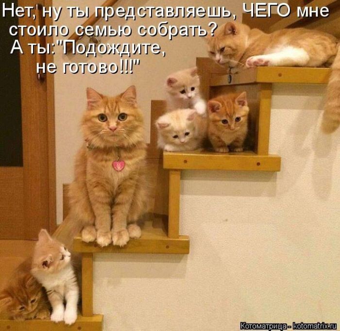 Котомикс