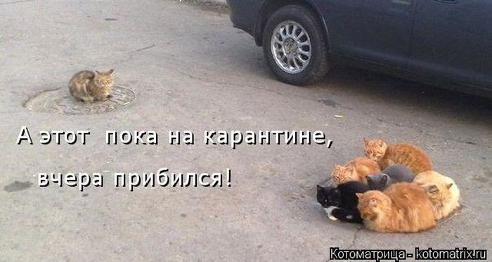 Котомикс