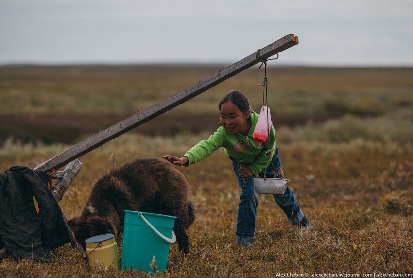 Север России: жизнь оленеводов в Тундре