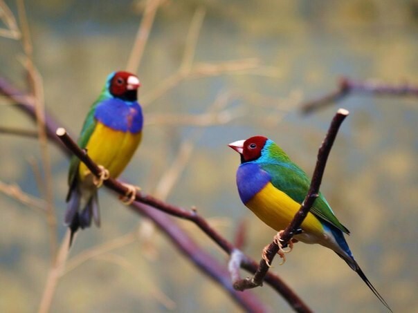 Гульдова Амадина- одна из самых ярких и красивых птиц
