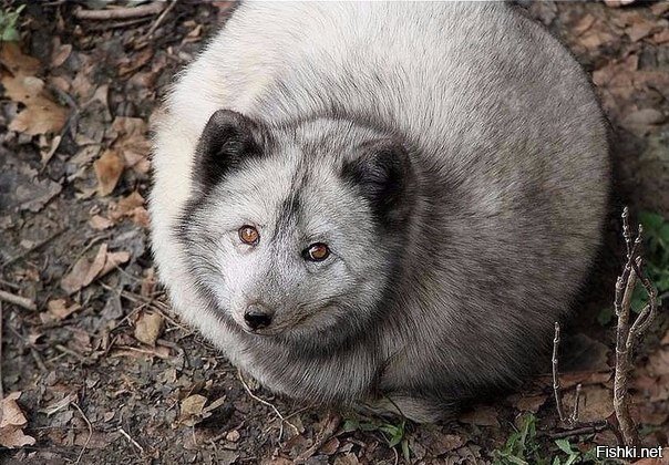 Так выглядит полный песец