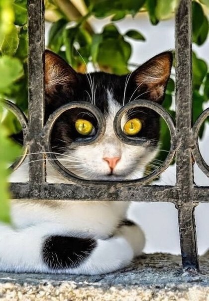 Шикарные фотографии кошек, снятые в нужный момент