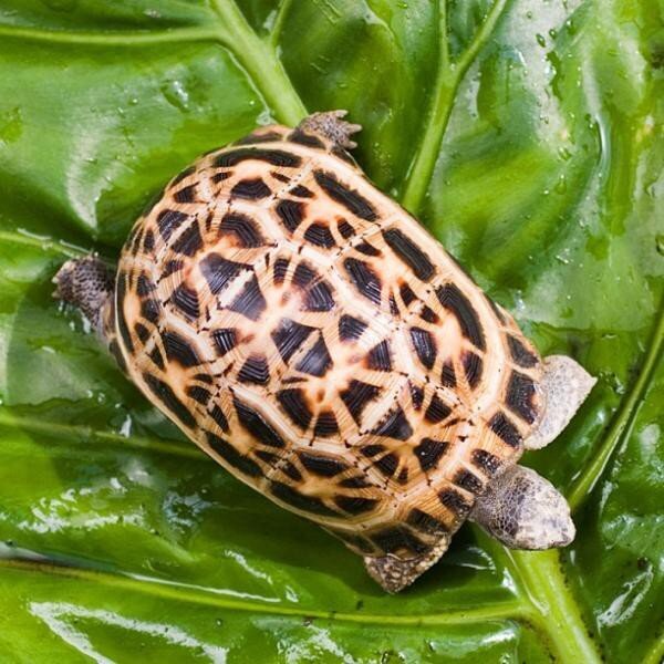 1. Лучистые черепахи (188 лет) 