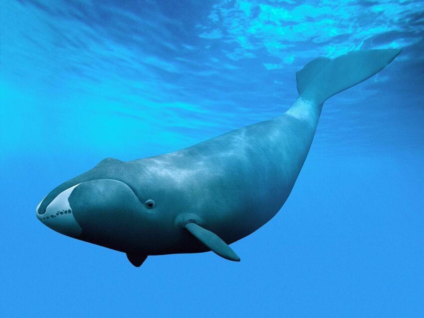 2. Гренландские киты (211 лет). 
