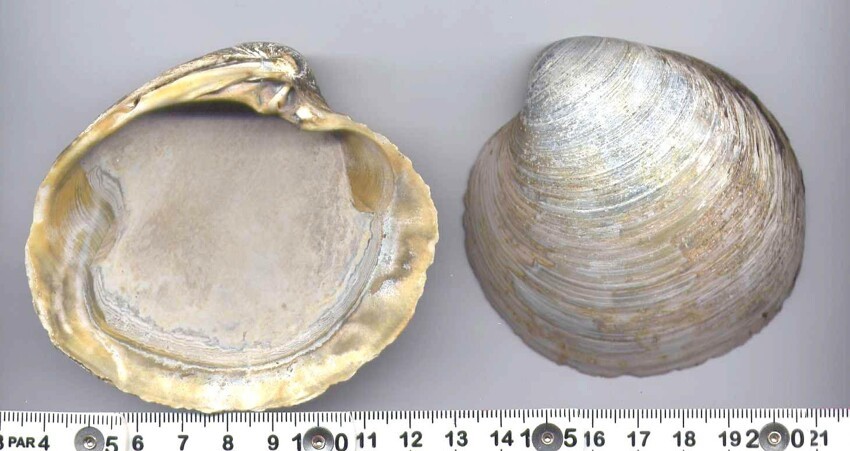 3. Моллюски (500 лет) вида Arctica islandica 