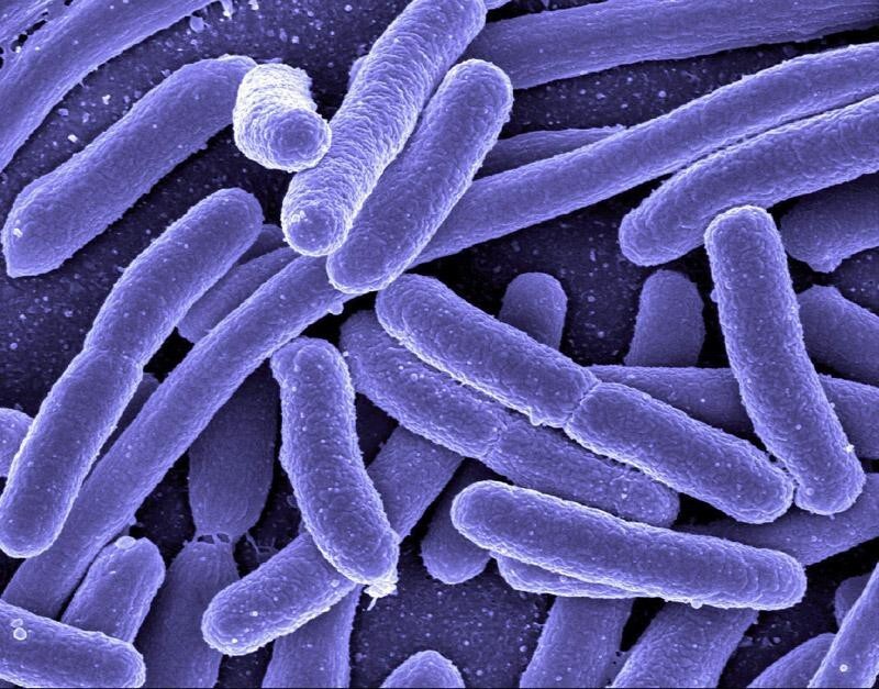 7. Бактерии (34 тысячи лет).