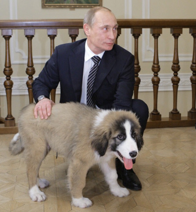 Владимир Путин и Баффи - собака, подаренная болгарским премьером Бойко Борисовым. 