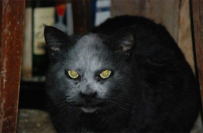 Просто черный кот в муке