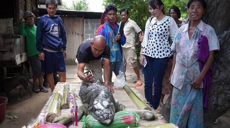 В Таиланде родился гибрид буйвола и крокодила