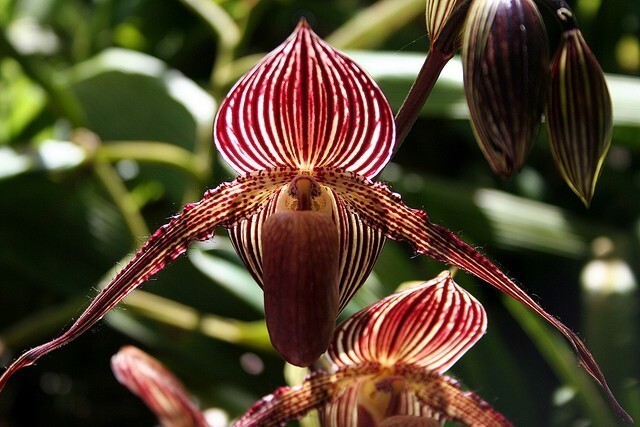 4. Орхидея «Золото Кинабалу» (примерно 400000 руб. за штуку)