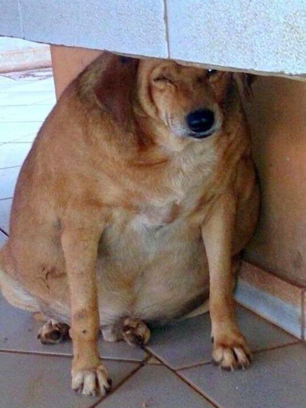 Этот бедный пес умирал от ожирения