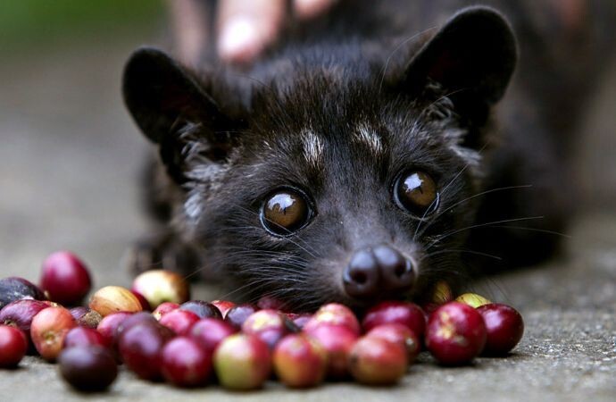 Kopi Luwak. Кофе лювак – это самый дорогой и оригинальный кофе в мире