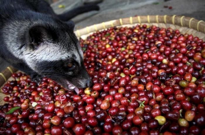 Kopi Luwak. Кофе лювак – это самый дорогой и оригинальный кофе в мире