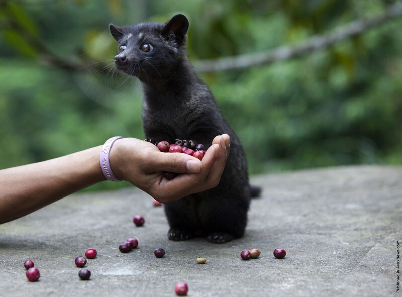 Kopi Luwak. Кофе лювак – это самый дорогой и оригинальный кофе в мире