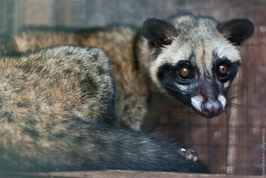 Kopi Luwak. Кофе лювак – это самый дорогой и оригинальный кофе в мире