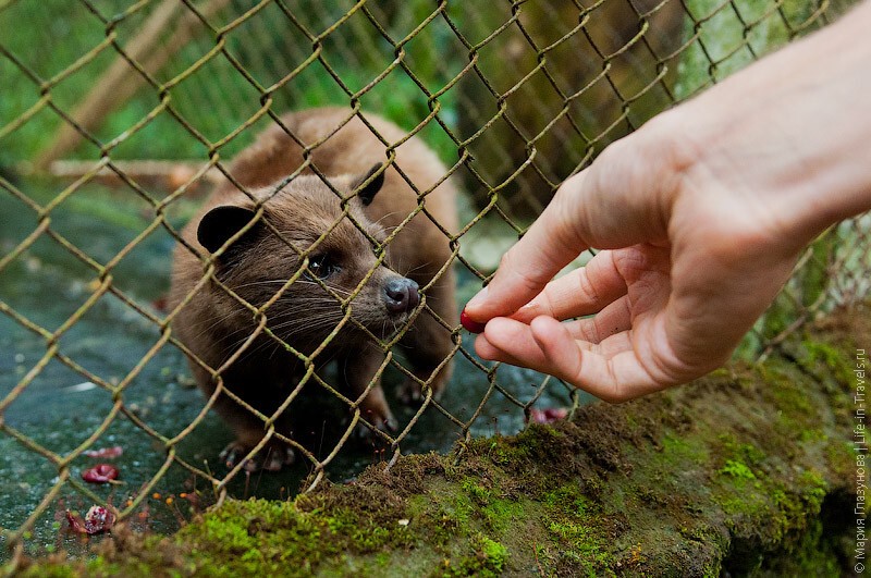 Kopi Luwak. Кофе лювак – это самый дорогой и оригинальный кофе в мире