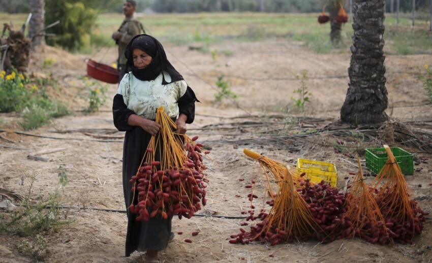 Сбор урожая в Секторе Газа
