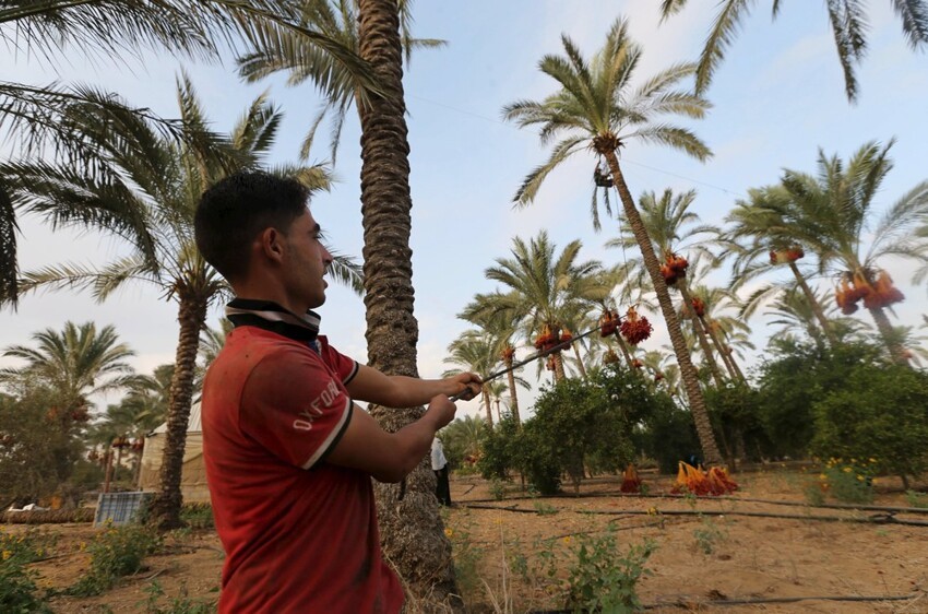Сбор урожая в Секторе Газа