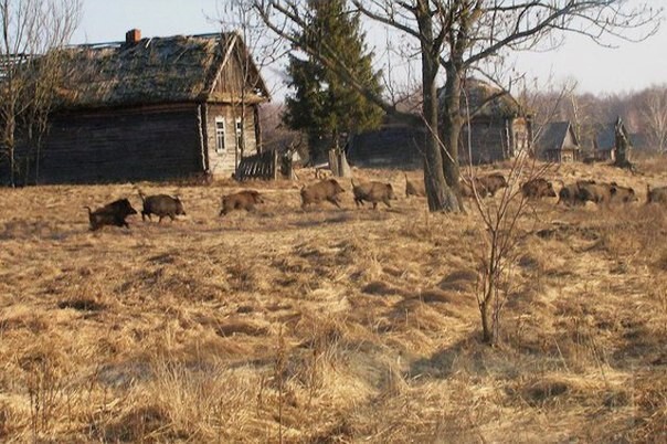 «Зона отчуждения» в Чернобыле стала раем для дикой природы.