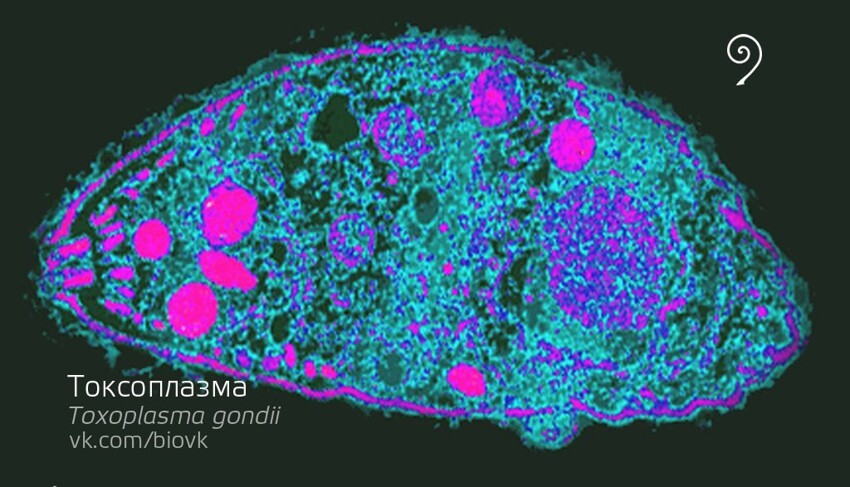 Toxoplasma gondii.