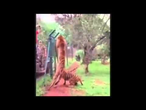 Невероятный прыжок тигра 