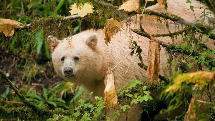 Белый не белый медведь