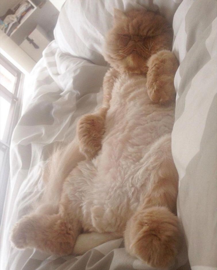Очаровательный персидский кот, который выглядит так, как будто только что объелся