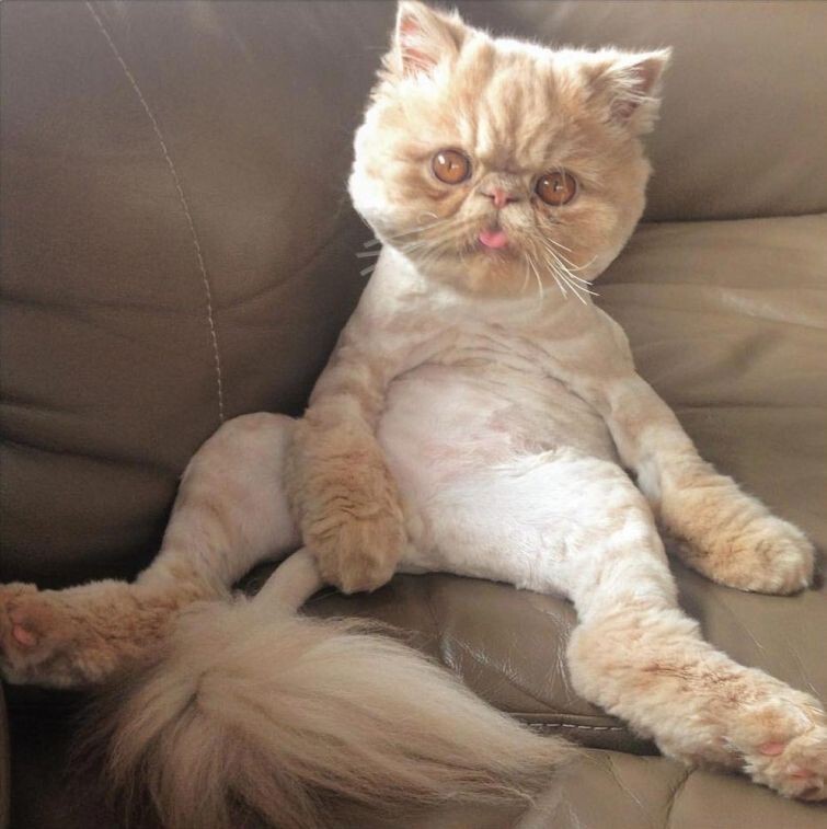 Очаровательный персидский кот, который выглядит так, как будто только что объелся
