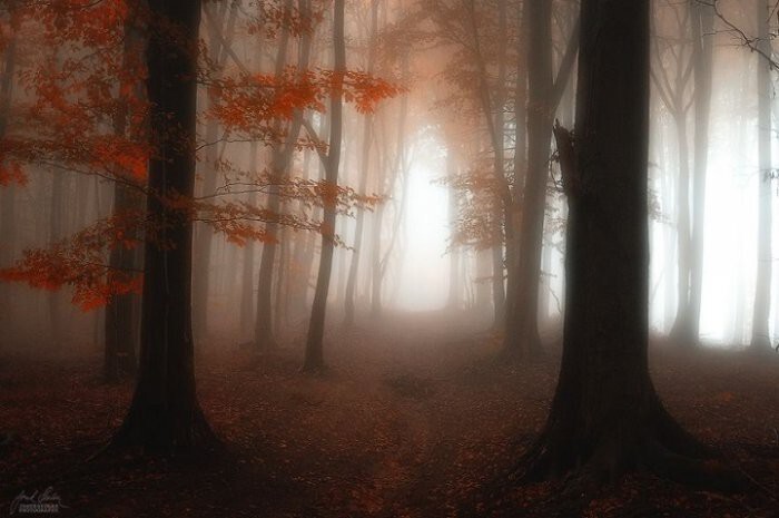  Магия осеннего леса