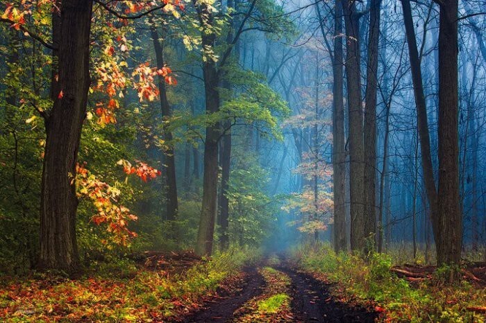  Магия осеннего леса