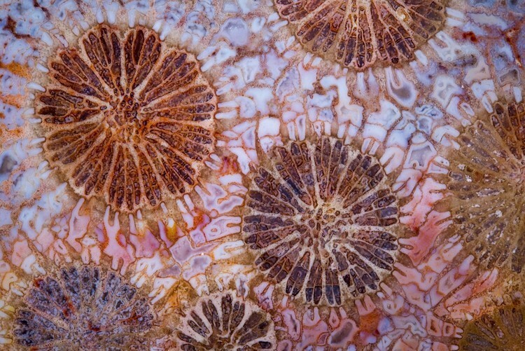 13. Окаменелый красный коралл