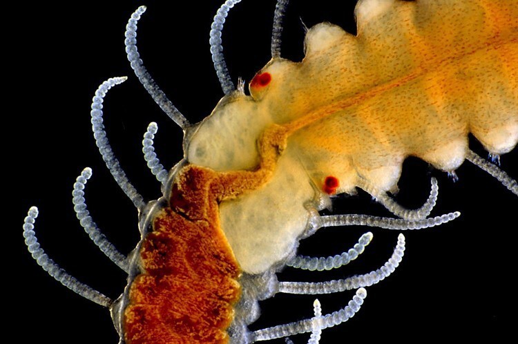 5. Взрослый морской червь