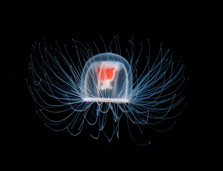 10. Медуза Turritopsis dohrnii.