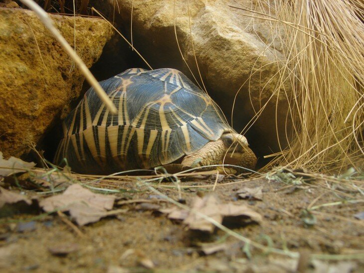 1. Лучистые черепахи (188 лет).